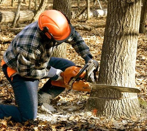 Tree Removal in Carversville, PA